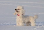 16 Prinzessin Lillifee